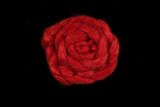 Pomegranate - Hand-dyed Tussah Roving/Sliver 25g