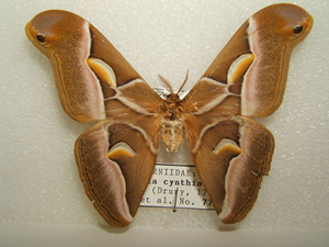 eri moth photo