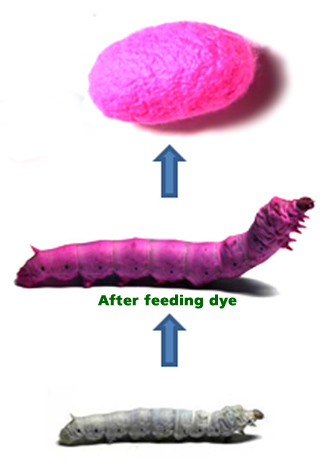 silk worm fed dye makes pink cocoon