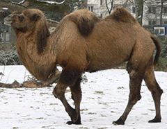 camel