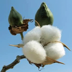 cotton boll