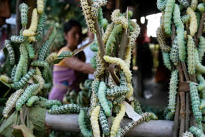 photo of eri silk worms