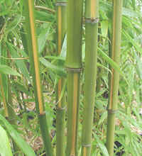 bamboo