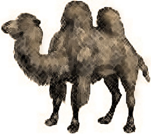 camel