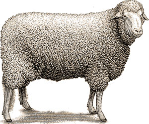 sheep wool