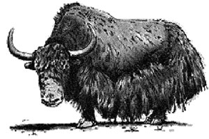 yak