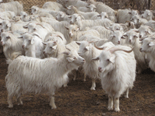 Cashmere goats in Upshi (www.swisscashmere.org)