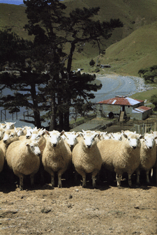Perendale in New Zealand