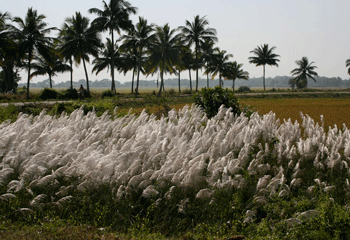Orissa state