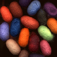 Hand dyed silk cocoons