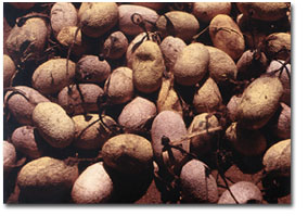 Tussah Silk Cocoons