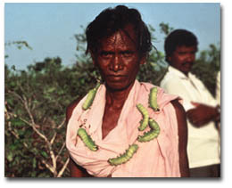 raising tussah silkworms