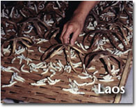 silk production in Laos