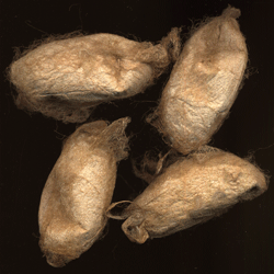 muga silk cocoons