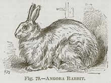 image of angora rabbit