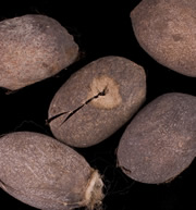 photo of Tussah Silk Cocoons