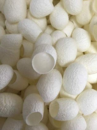 Facial Bombyx Silk Cocoons - 200g: click to enlarge