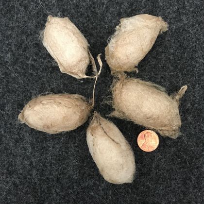 Wild Silk Cocoons - Chinese Oak Tussah -  200 count: click to enlarge