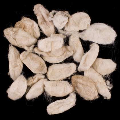 Wild Silk Cocoons - Eri (white) - 200g: click to enlarge