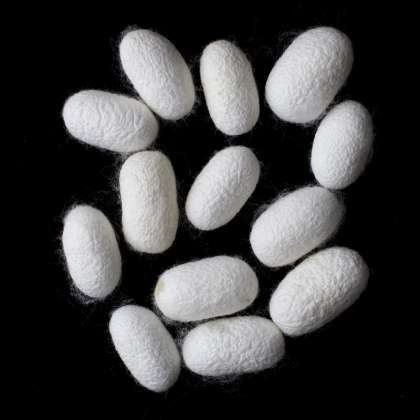 A1 Quality Bombyx Silk Cocoons - 200g: click to enlarge