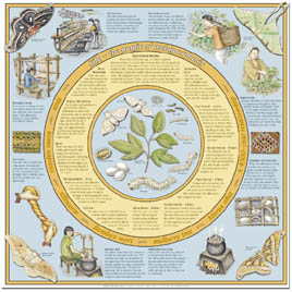 Poster - 'The Magic of Metamorphosis' Lifecycle of the Silk Worm: click to enlarge