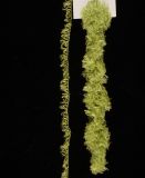  313 Midori - Thread, Silk Eyelash