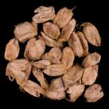 Organic Wild Silk Cocoons - Muga -   7g