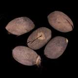 Organic Wild Silk Cocoons - Tussah/Tasar - 200g