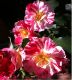      65 Roses® '4th of July' -  3.5mm Silk Ribbon
