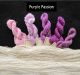 Kit - Weaving - Limited Edition "Broken Borders" Silk Scarves by Cathleen Coatney