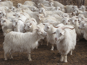 cashmere goat