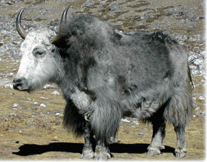 yak standing