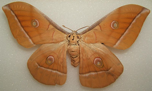 tussah moth