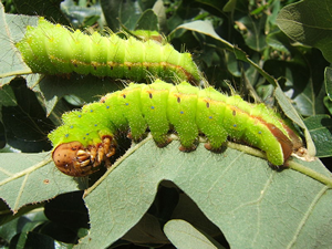 tussah moth on oak