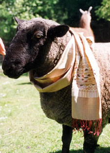 sheep wears silk scarf