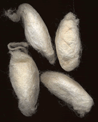 Philosamia ricini cacoons- photo by Karen Selk