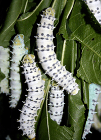 Philosamia ricini caterpillar - photo by Karen Selk