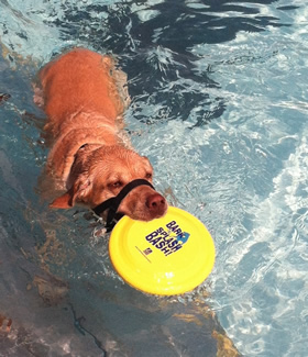 photo of Kiku swimming